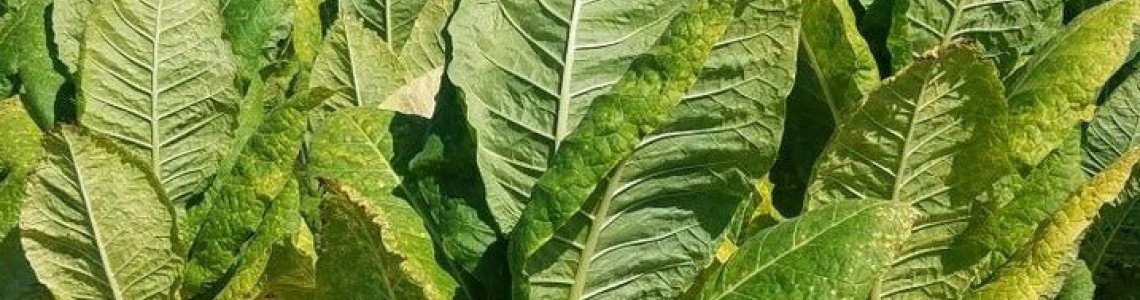 Yumuşak içimli tütünler