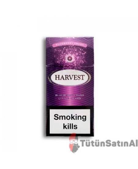 Harvest Blueberry Crush Little (Yaban Mersinli)